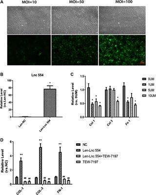 Long Non-Coding RNA 554 Promotes Cardiac Fibrosis via TGF-β1 Pathway in Mice Following Myocardial Infarction